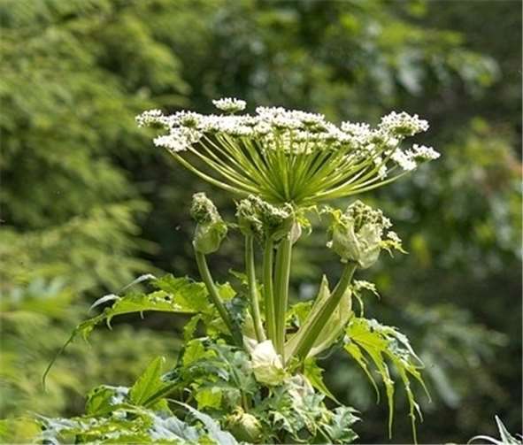 Bis zu drei Meter hoch und schön anzusehen, aber gefährlich: die Herkulesstaude, auch bekannt als Riesenbärenklau. privat