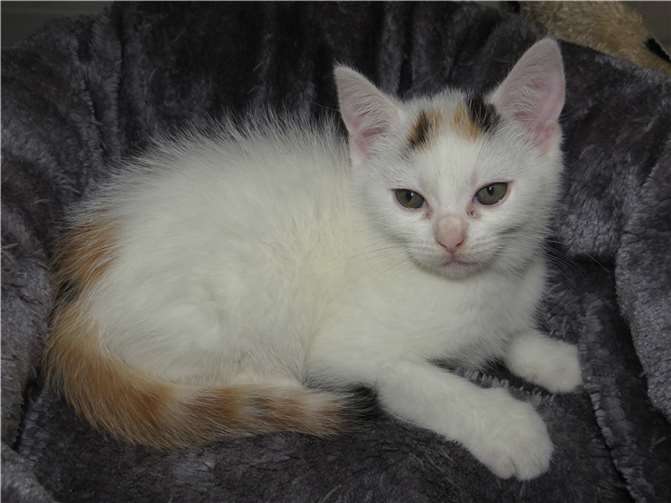 Biskuit.  Fotos: privat