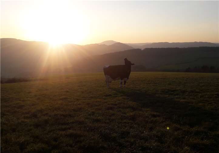 Bizarre Felsformationen und steile Weinbergen - dafür ist die Ahr bekannt.Foto: privat