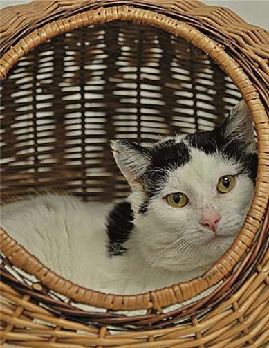 Björn braucht ein katzenerfahrenes Zuhause. privat