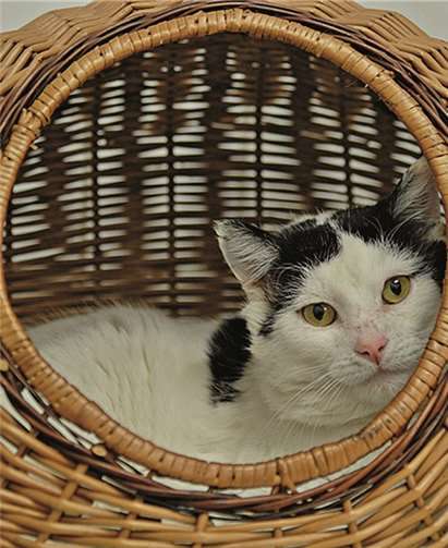 Björn, ein stattlicher Kater. privat