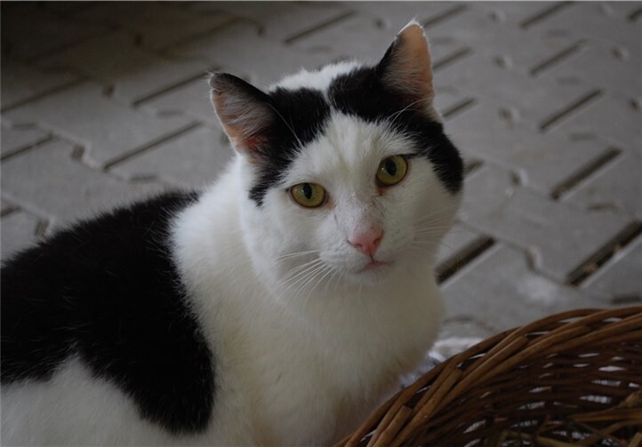 Björn sucht ein katzenerfahrenes Zuhause. Privat