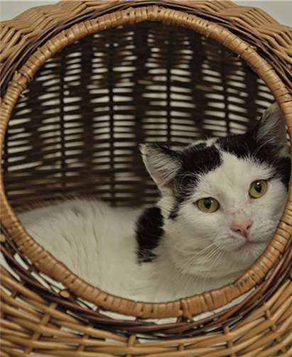 Björn sucht ein neues Zuhause mit viel Platz und Freigang. privat