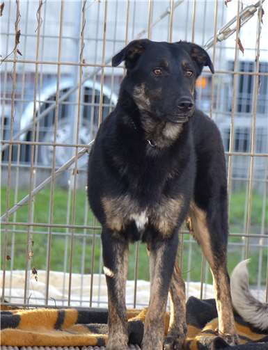 Blacke hat ein schweres Trauma erlitten. privat