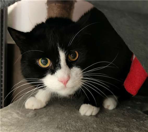 Blacky. Foto: Tierheim u. Tierschutzverein Kreis Ahrweiler e.V.