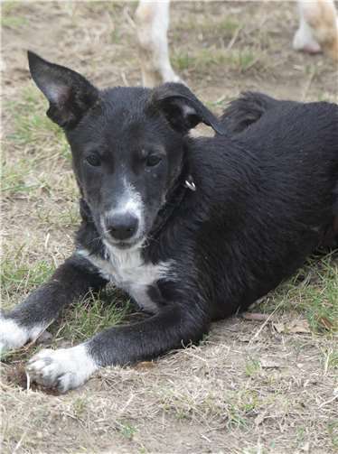 Blacky: Mischling – männlich – geboren 15. April .2020 – wird ca. 45-50 cm hoch