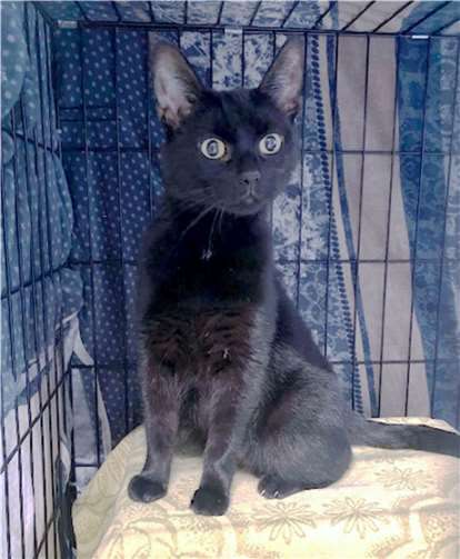 Blacky hat das Potential zur Wachkatze. Foto: Tierheim u. Tierschutzverein Kreis Ahrweiler e.V. , Claus Krah