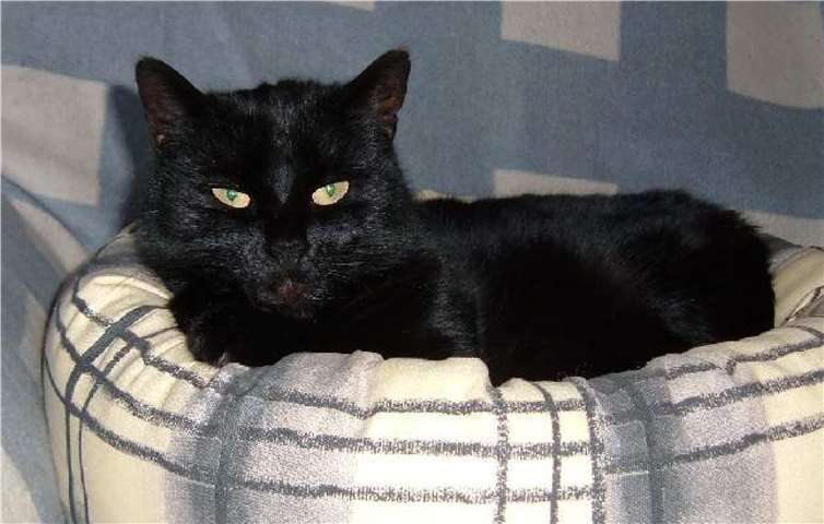 Blacky hat ihre wilden Jahre schon hinter sich, trotzdem genießt sie ihre Freiheit im Garten.Katzenschutzverein Bad Neuenahr-Ahrweiler 1978 e.V.