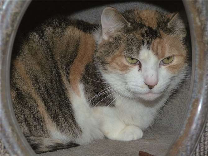 Blacky sucht ein ruhiges Heim.  Privat