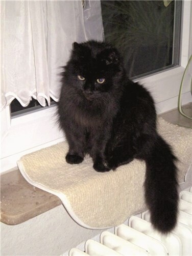 „Blacky“ wird seit 25. April vermisst.privat