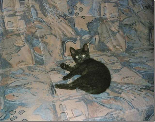 Blacky wurde im Karton ausgesetzt. privat