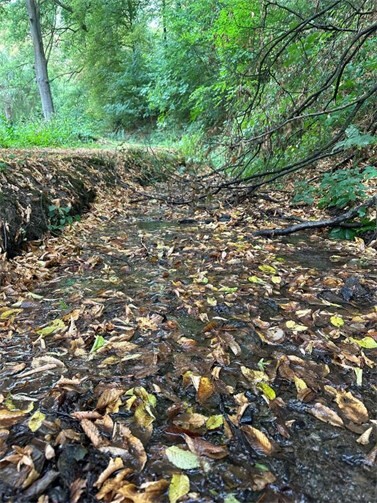 Blätter fallen von den Bäumen, die ohne ausreichende Wasserversorgung sind, als wäre es schon Herbst. Die Wasserentnahme aus Fließgewässern im Landkreis Neuwied ist jetzt offiziell verboten.