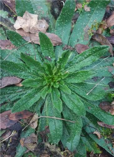 Blattrosette im Januar im Schaugarten.