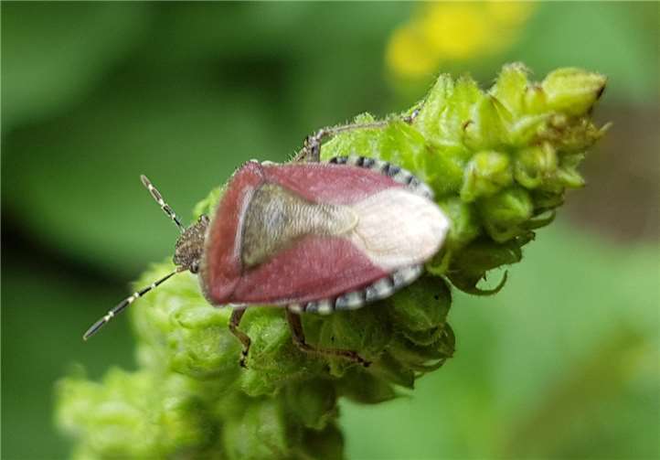 Blattwanze auf Blütenstand einer Königskerze.Fotos: privat