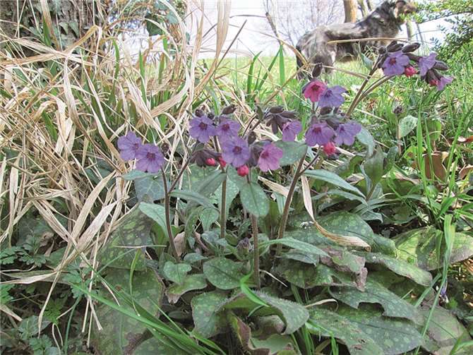 Blau-violettes Lungenkraut kam unter dem braunen Laub zum Vorschein. Birte Kümpel, Agenda AK Naturnaher Schaugarten