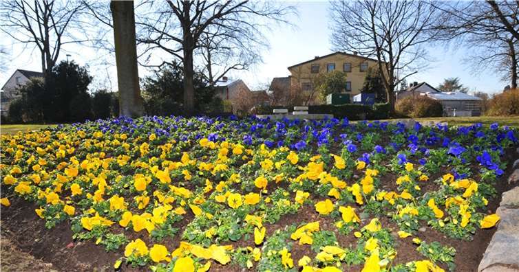 Blaue und gelbe Stiefmütterchen blühen als Zeichen der Solidarität mit der Ukraine in diesem Beet am Kreuzungsbereich Aktienstraße/St. homaser-Hohl. Foto: Stadt Andernach/Maurer