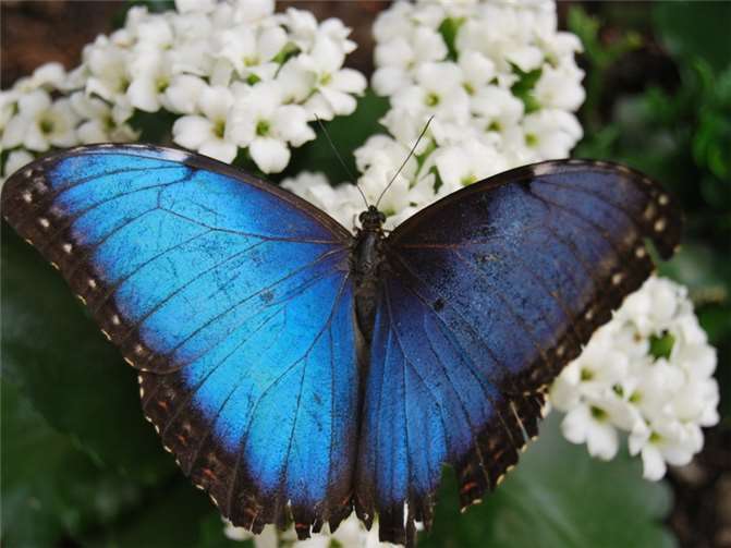 Blauer Morphos, auch Blauer Himmelsfalter genannt. Privat
