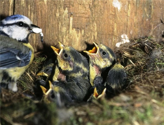 Blaumeisenbrut: Altvogel entfernt Kotsäckchen der Jungen aus dem Nest
