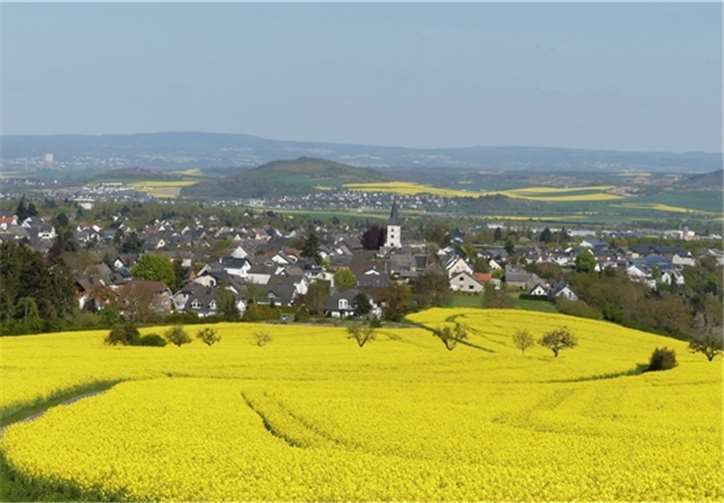 Blick auf Obermendig und die Rapsblüte. K.H. Scheuren