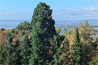 Jahresabschluss-Führung im Bibelgarten Koblenz-Arenberg 