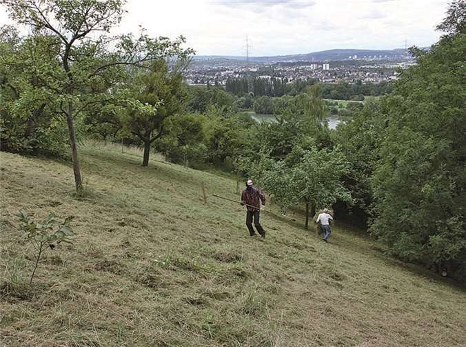 Blick auf einen Teil der gemähten Streuobstwiese.