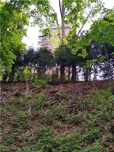 Blick durch die Bäume auf die Baustelle am diesjährigen Maifeiertag .  Foto: Stefani Jürries