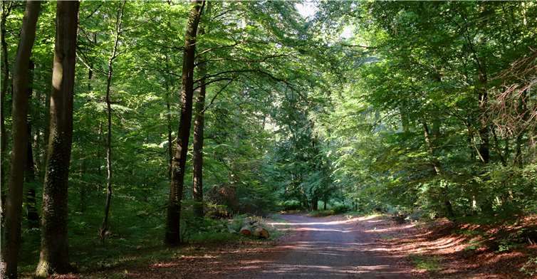 Blick entlang des Weges durch den WaldFoto: Pictura Luminis