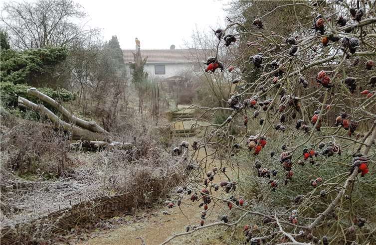 Blick in den winterlichen Schaugarten.