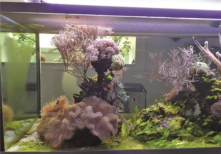 Blick in eines der Meerwasser Becken des Vereins mit Weichkorallen und Seeanemonen.