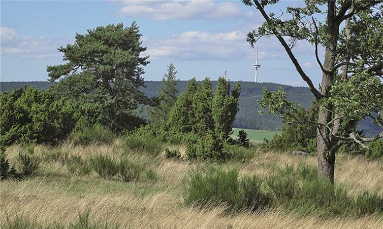 Blick über die Heide zum Fernsehturm. privat