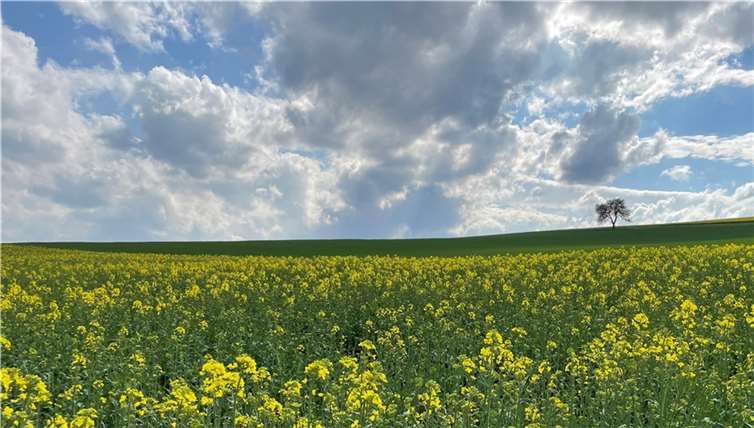 Blick über gelb-grüne Felder, von der Schwallhüll aus gesehen. Foto: ROB