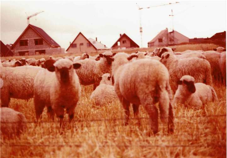 Blick vom jetzigen Wohngebiet Dicker Stein zur Goethestraße.
