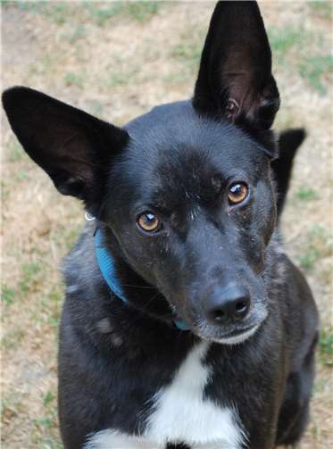 Blue ist nach Vermittlung als Welpe leider wieder zurück im Tierheim.