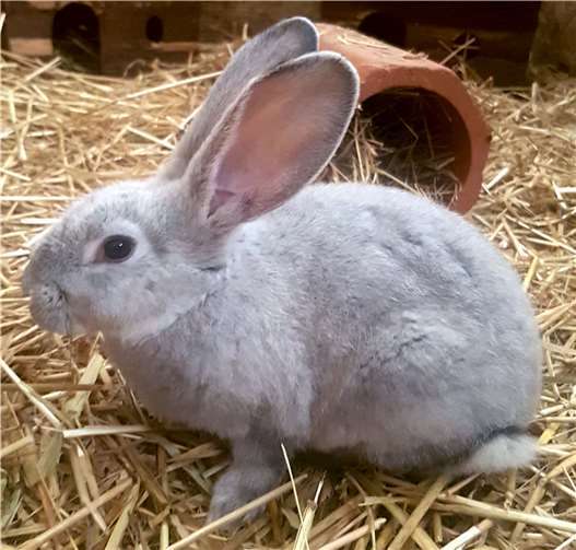 Blueberry sollte nicht im Käfig gehalten werden. Foto: privat