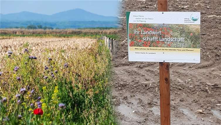 Blüh- und Schonstreifen können in Koexistenz mit der Landwirtschaft die Biodiversität erhalten bzw. wiederherstellen. Was heute (in Werthhoven) noch „Acker“ ist, wird sich im Laufe des Sommers zu einer vielfältigen Blütenpracht entwickeln. Foto: privat