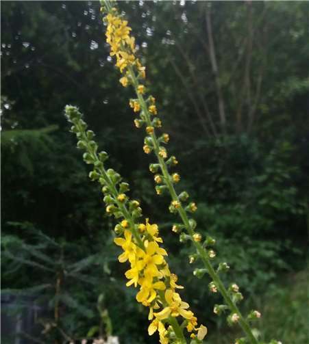 Blühender Odermennig: beliebt bei zahlreichen Schwebfliegen und anderen Insekten. Foto: privat
