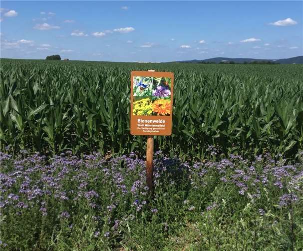 Blühinseln geben Nahrung und schaffen Rückzugsräume.  Verbandsgemeinde Maifeld