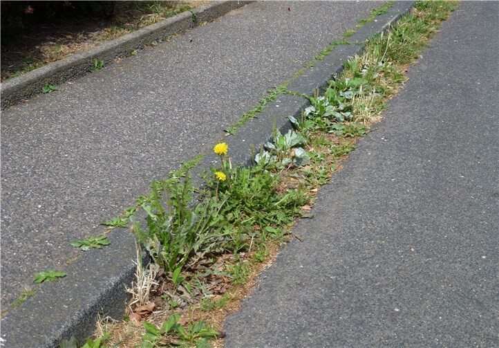 Blühstreifen in RheinbachFoto: privat