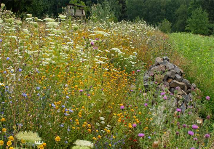 Blühstreifen mit Lesesteinhaufen in der Ackerfeldflur. Foto: Marcel Weidenfeller