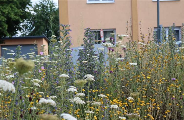 Blühwiesen sind nicht nur ein wichtiger Baustein gegen das Insektensterben - sie sehen auch noch gut aus. Foto: privat