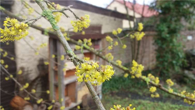 Blüten der Cornelkirsche.