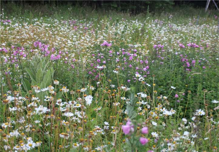 Blütenmischung statt Grün-Monotonie: Dies sichert auch das Überleben von bestäubenden Insekten wie Bienen und Schmetterlingen.privat