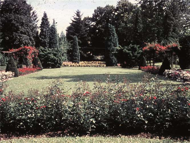 Blütenpracht von einst: Der Rosengarten im Elsa-Brandström-Ring soll in Teilen wiedererstehen.Archiv Claudia Flück