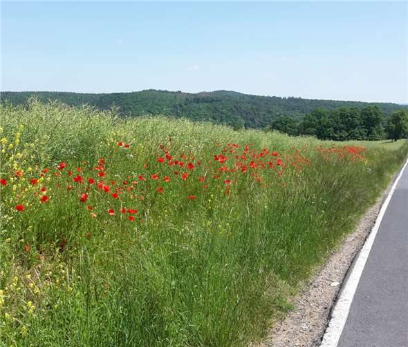 Blütenreiche Wegränder und Feldraine. Foto: Markus Duchscherer