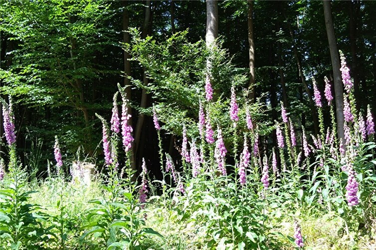 Blumen im Wald