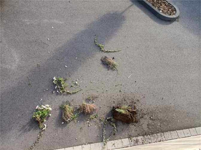 Vandalismus durch nicht ausgelastete, unreife Jugendliche Blumen werden herausgerissen und in der Gegend verstreut. Foto: Stadt Weißenthurm / Sven Lange