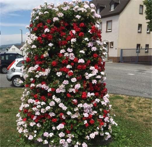 Blumenpyramide in der Nachbargemeinde. Privat
