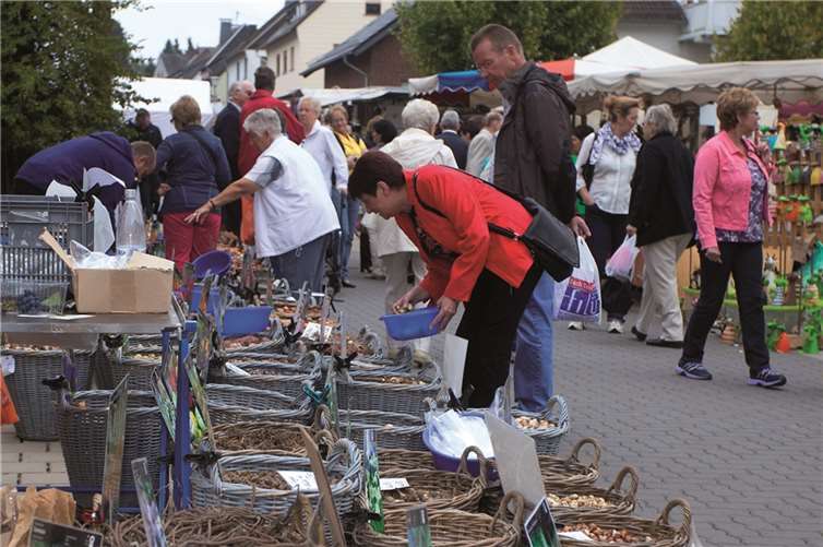 Blumenzwiebel in riesiger Auswahl.