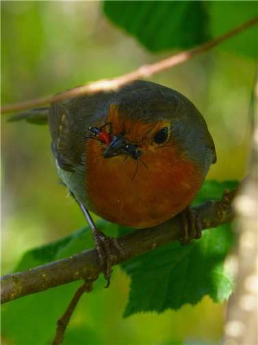 Blutbienen parasitieren wiederum die Frühlings-Seidenbiene. Hier hat ein Rotkehlchen selbst eine solche Blutbiene erbeutet, um damit seine Jungen zu füttern.  Foto: Alfred Haas