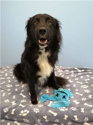 Bobby. Fotos: privat